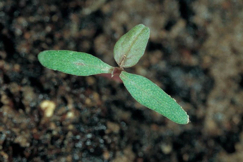 Amaranthus - Red Root